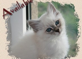 Birman Kittens