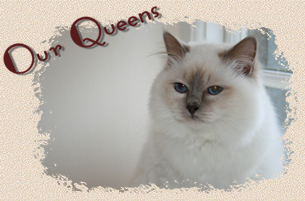 Birman Queens