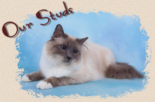 Birman Studs