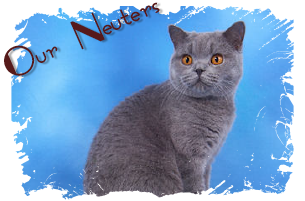 British Shorthair Neuters