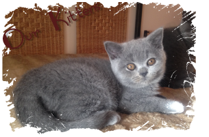 British Shorthair Kittens