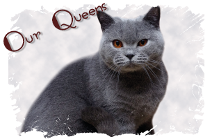 British Shorthair Queens